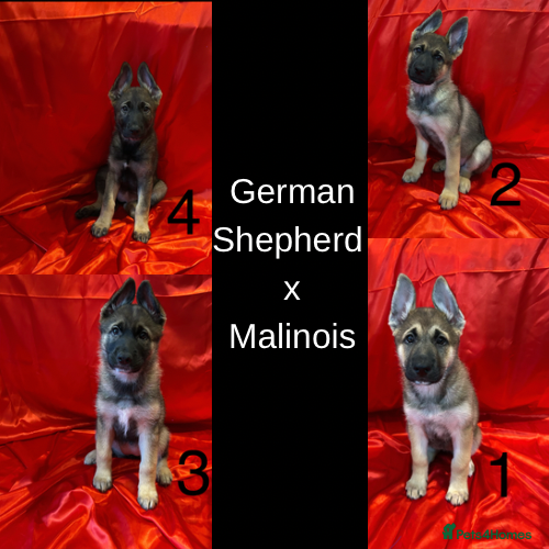 Mixed Breed dogs German Shepherd x Malinois puppies- READY TO LEAVE - Advert 13