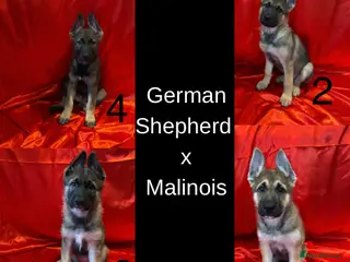 Mixed Breed dogs German Shepherd x Malinois puppies- READY TO LEAVE - Advert 4