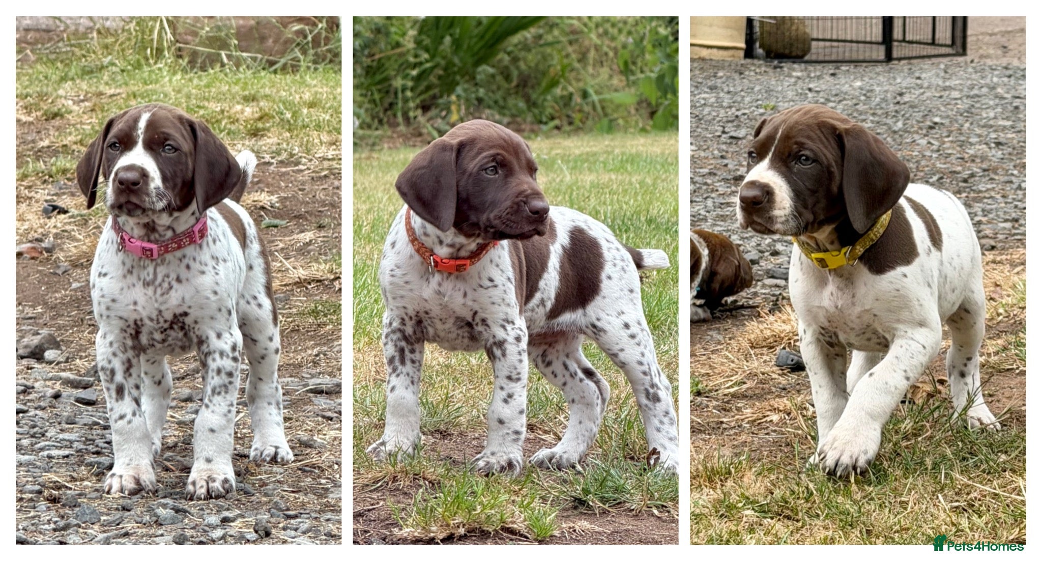 German Shorthaired Pointer dogs KC Registered German Shorthaired Pointer Puppies - Advert 1