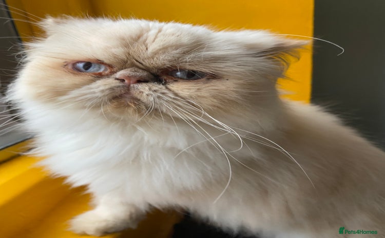 Persian cats - Advert 15