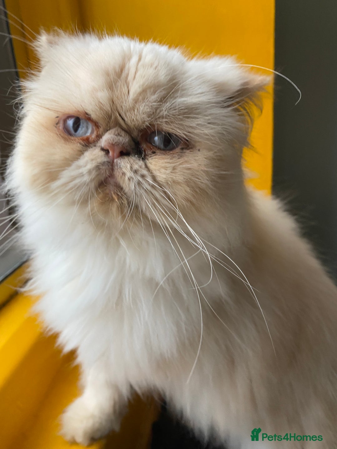 Persian cats for sale: Persian Cream Point Male  - Image 1