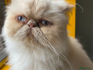 Persian cats for sale - Advert 1