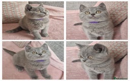 British Longhair cats for sale: ACTIVE REGISTERED BLH GIRL, GCCF, PEDIGREE - Image 15