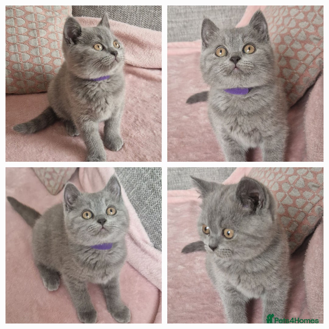 British Longhair cats for sale: ACTIVE REGISTERED BLH GIRL, GCCF, PEDIGREE - Image 15