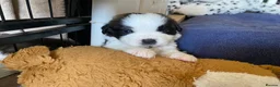 Saint Bernard dogs for sale: (Last 3) Gorgeous Saint Bernard puppies available  - Advert 28