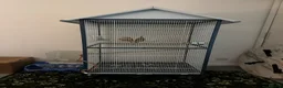 Cockatiels birds for sale: Cockatiels  in Basingstoke - Advert 1