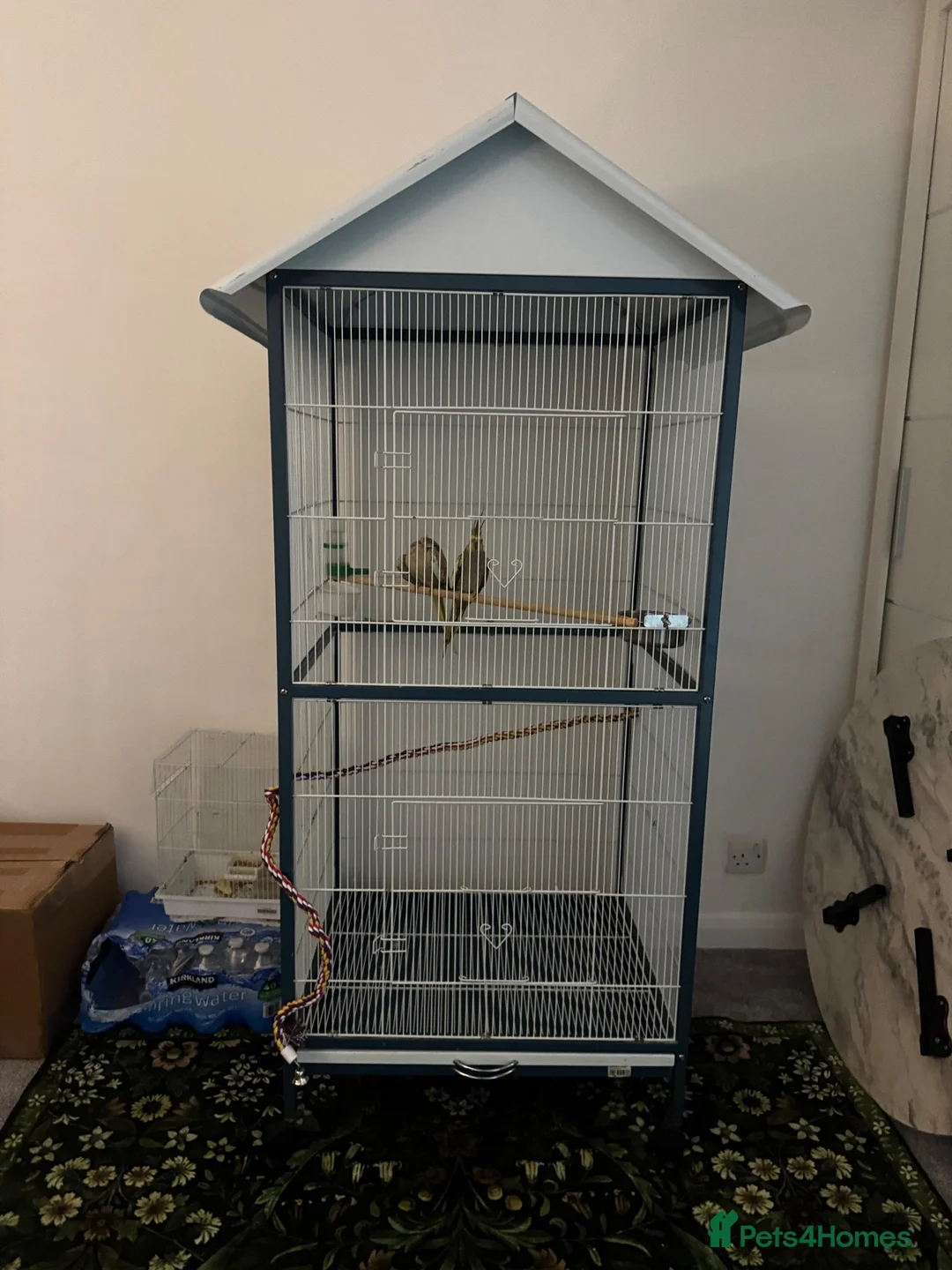 Cockatiels birds for sale: Cockatiels  in Basingstoke - Advert 1