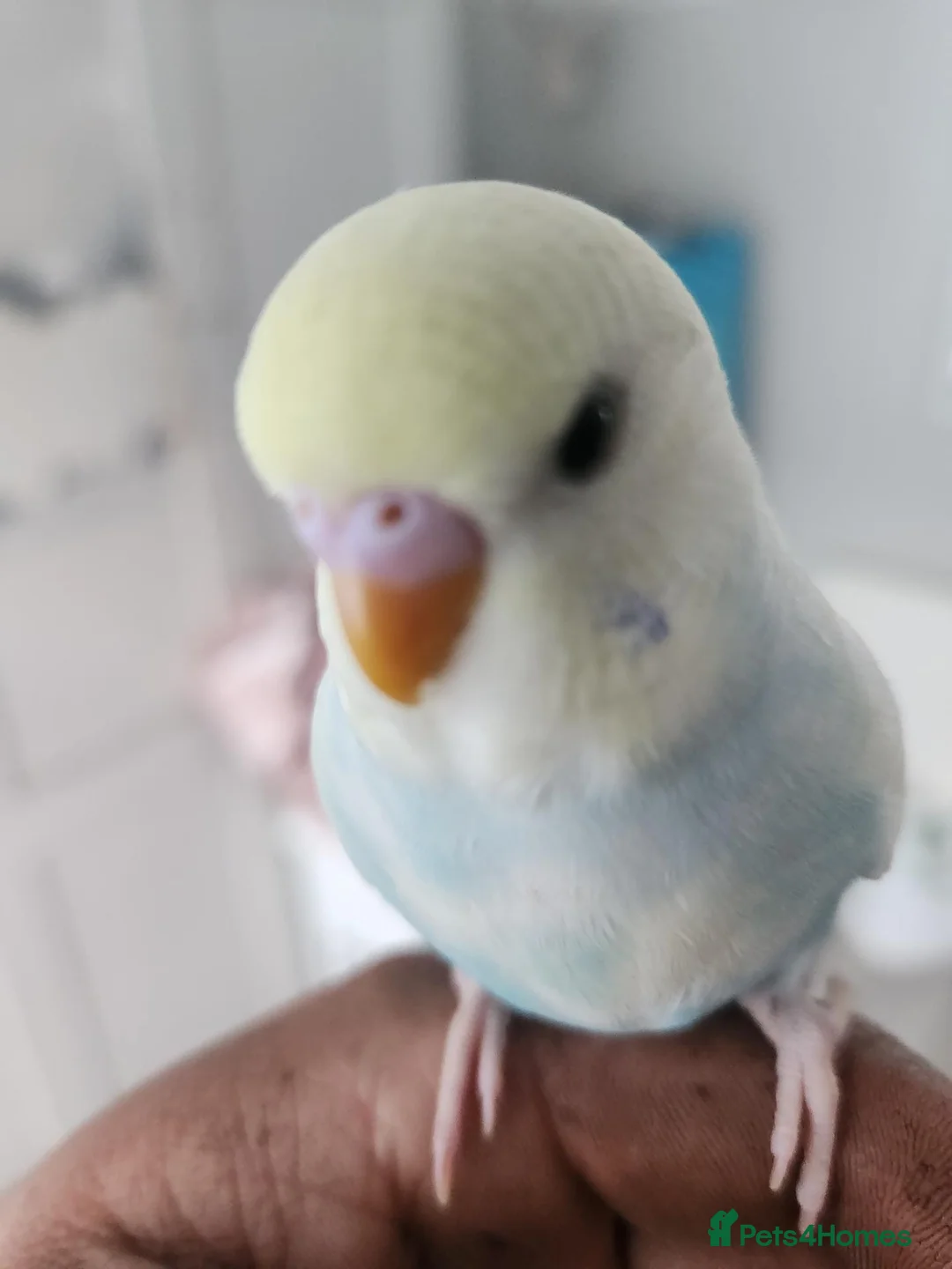 Budgerigars birds for sale: Hand tame rainbow baby - Advert 2