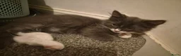 Mixed Breed cats for sale: 5 Gorgeous Grey Galoofs  - Advert 14