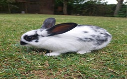 Dwarf Lop rabbits for sale: Dwarf Lops Bunnies rabbits - Image 1