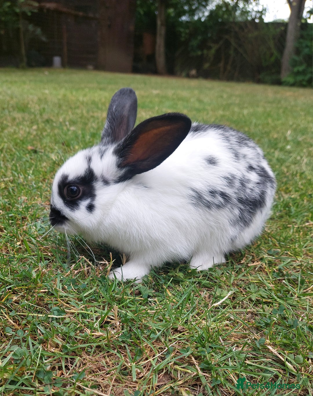 Dwarf Lop rabbits for sale: Dwarf Lops Bunnies rabbits - Image 1
