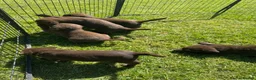 Labrador Retriever dogs for sale: KC chocolate Labrador puppies for sale - Advert 13