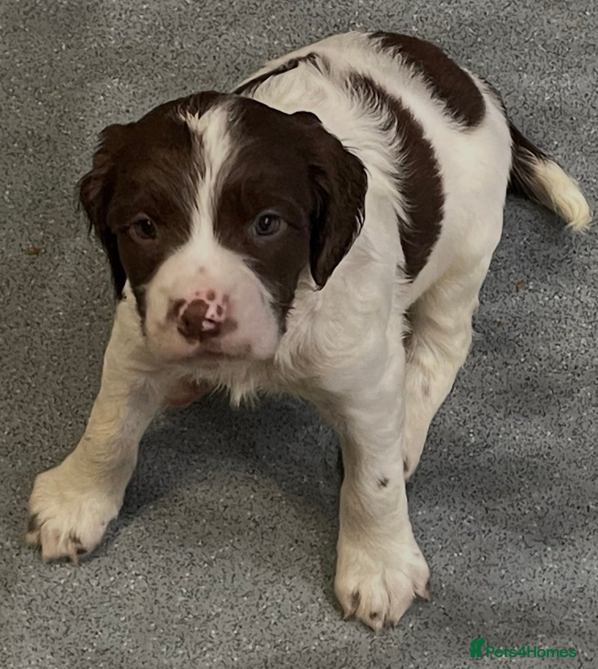 English Springer Spaniel dogs Exceptional KC Reg, ESS Pups, B/W & L/W - Advert 2