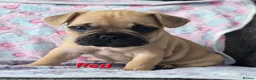 French Bulldog dogs for sale: French bulldog puppies. - Advert 6