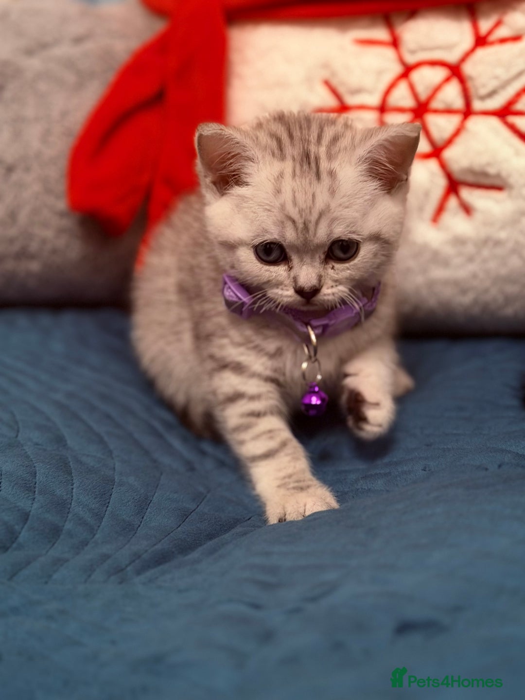 British Shorthair cats for sale: Beautiful British Tabby with Father Pedigree  - Advert 8