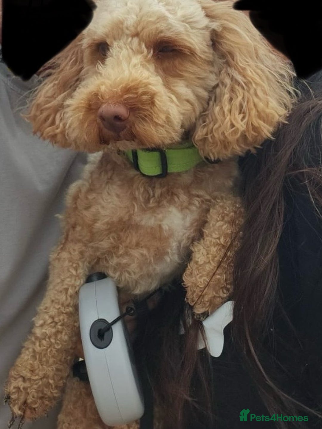 Poochon dogs for stud: Stud Boy poochon in Derby - Image 1