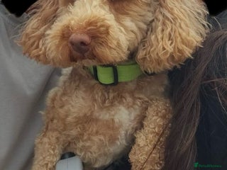 Poochon dogs in Derby - Advert 1