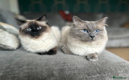 Ragdoll cats for stud: Beautiful Blue point ragdoll for stud  - Image 4
