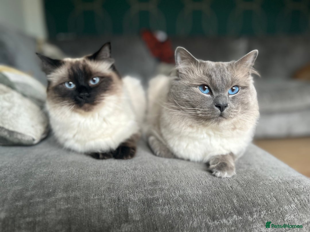 Ragdoll cats for stud: Beautiful Blue point ragdoll for stud  - Image 4