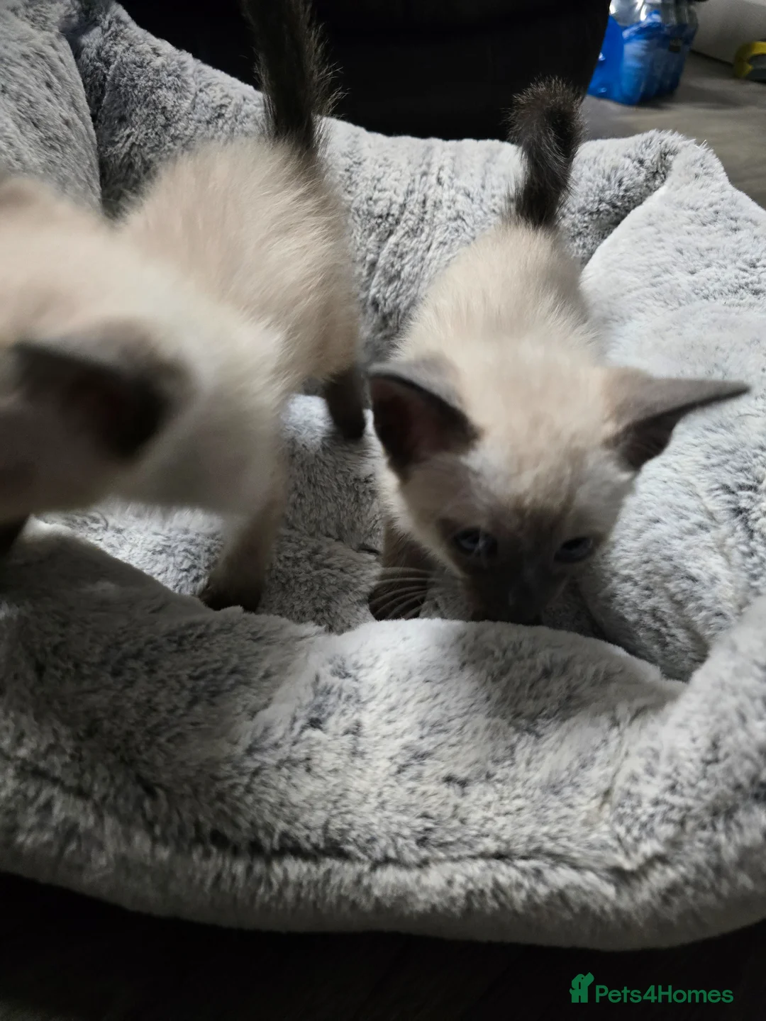 Siamese cats for sale: Stunning siamese ready for a loving home - Advert 15