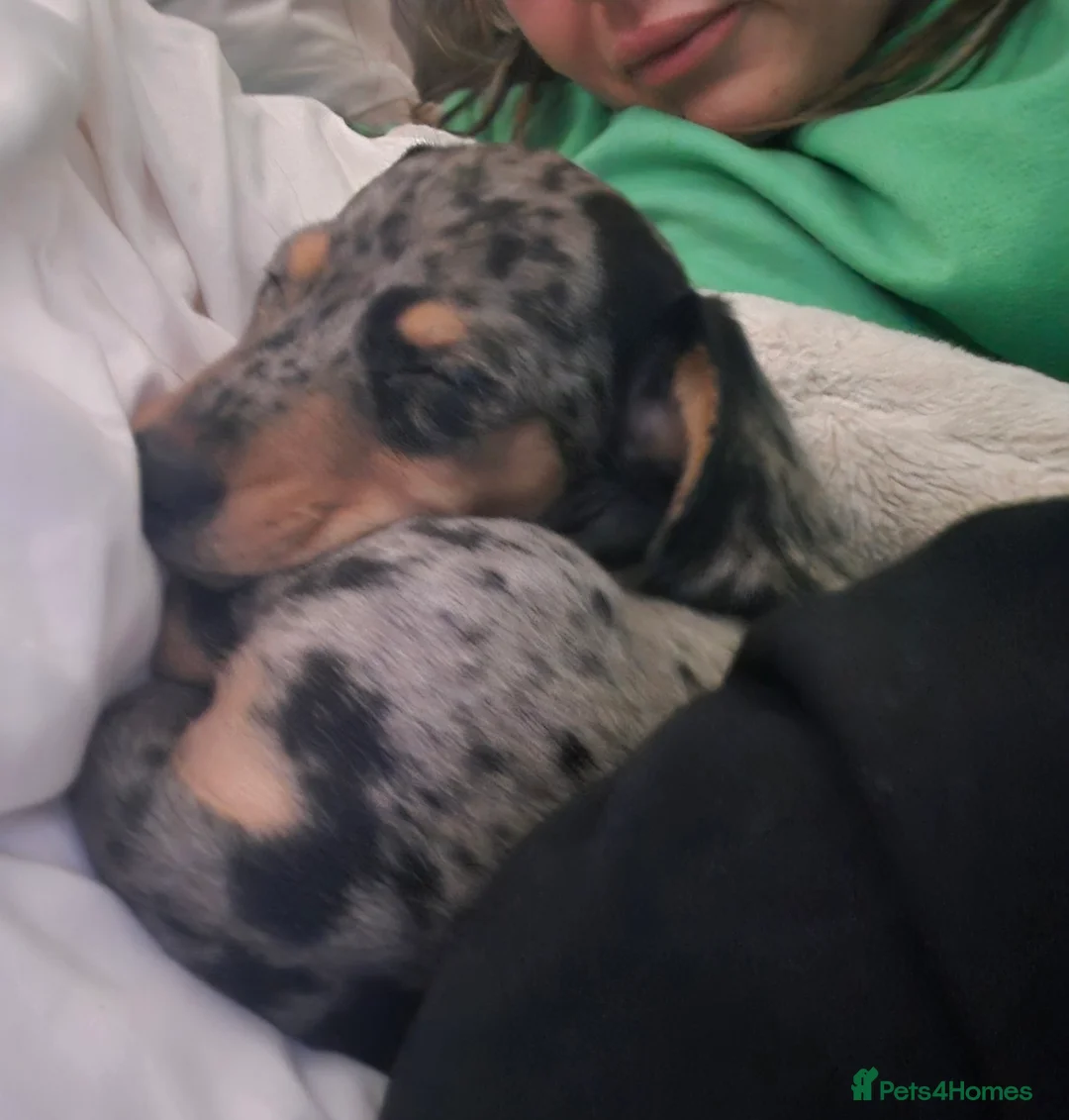 Miniature Dachshund dogs for sale: Male miniature Dachshund  - Advert 12