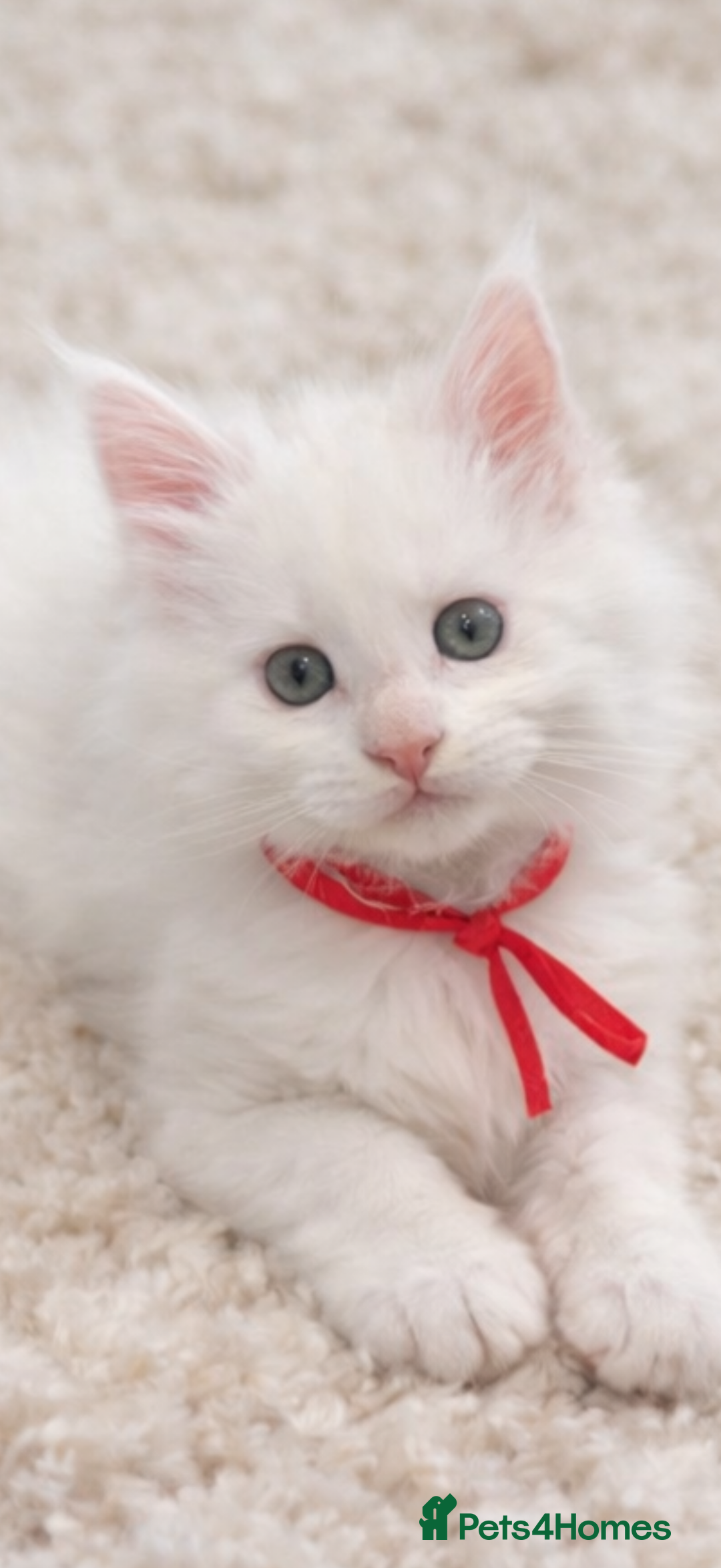 Maine Coon cats for sale: Outstanding pedigree kittens - Advert 5