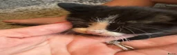 Mixed Breed cats for sale: Beautiful kittens - Advert 3