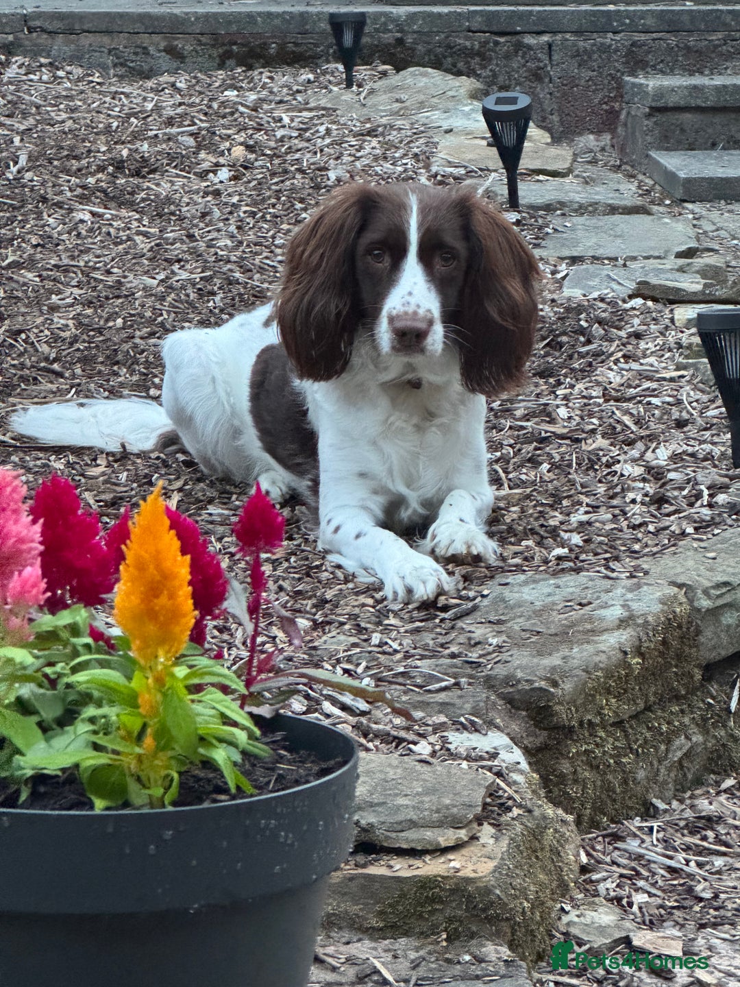 English Springer Spaniel dogs for sale: English Springer Spaniel Pups.  - Advert 2