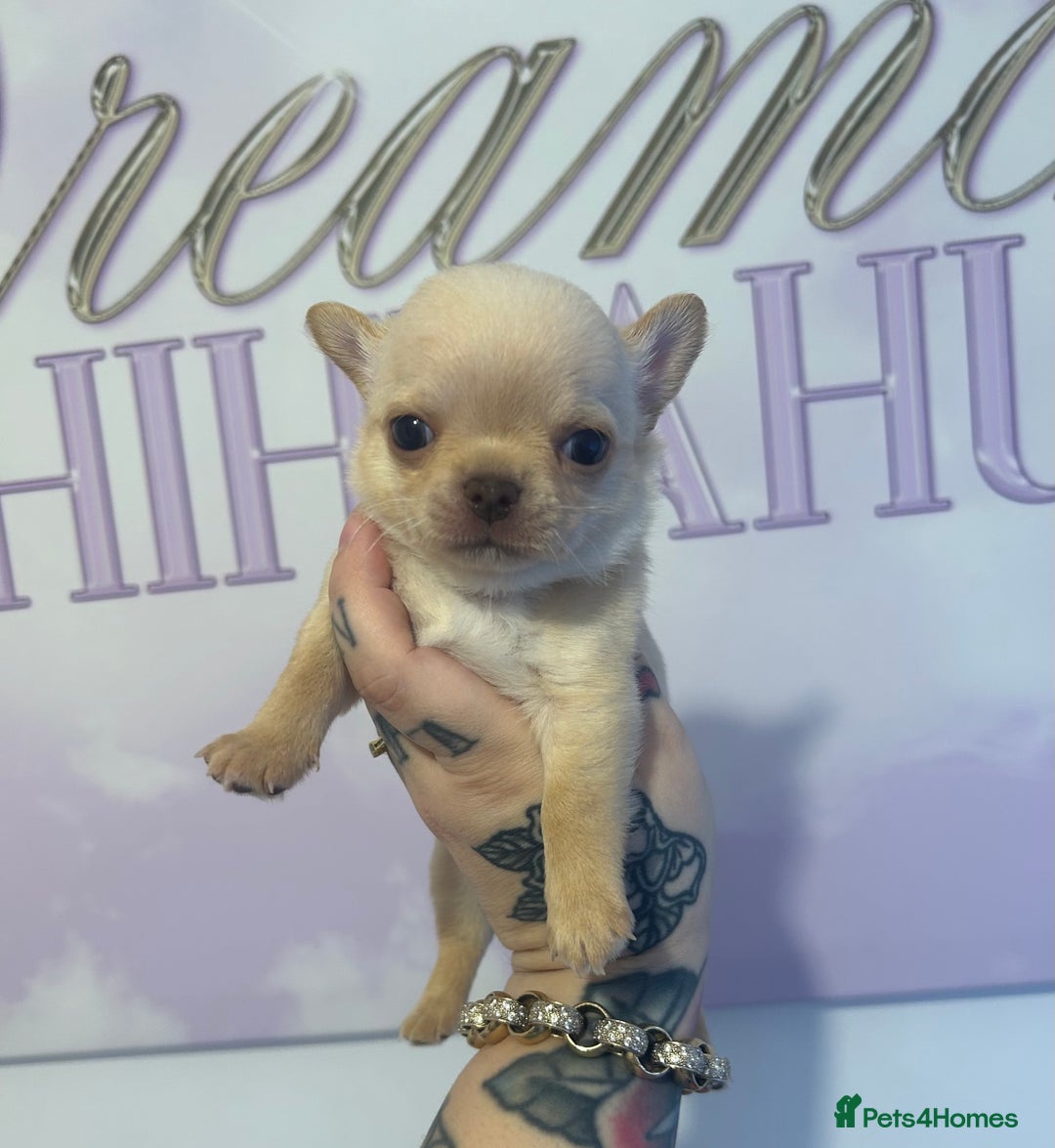 Chihuahua dogs for sale: 3 beautiful cream Chihuahua boys  - Advert 5