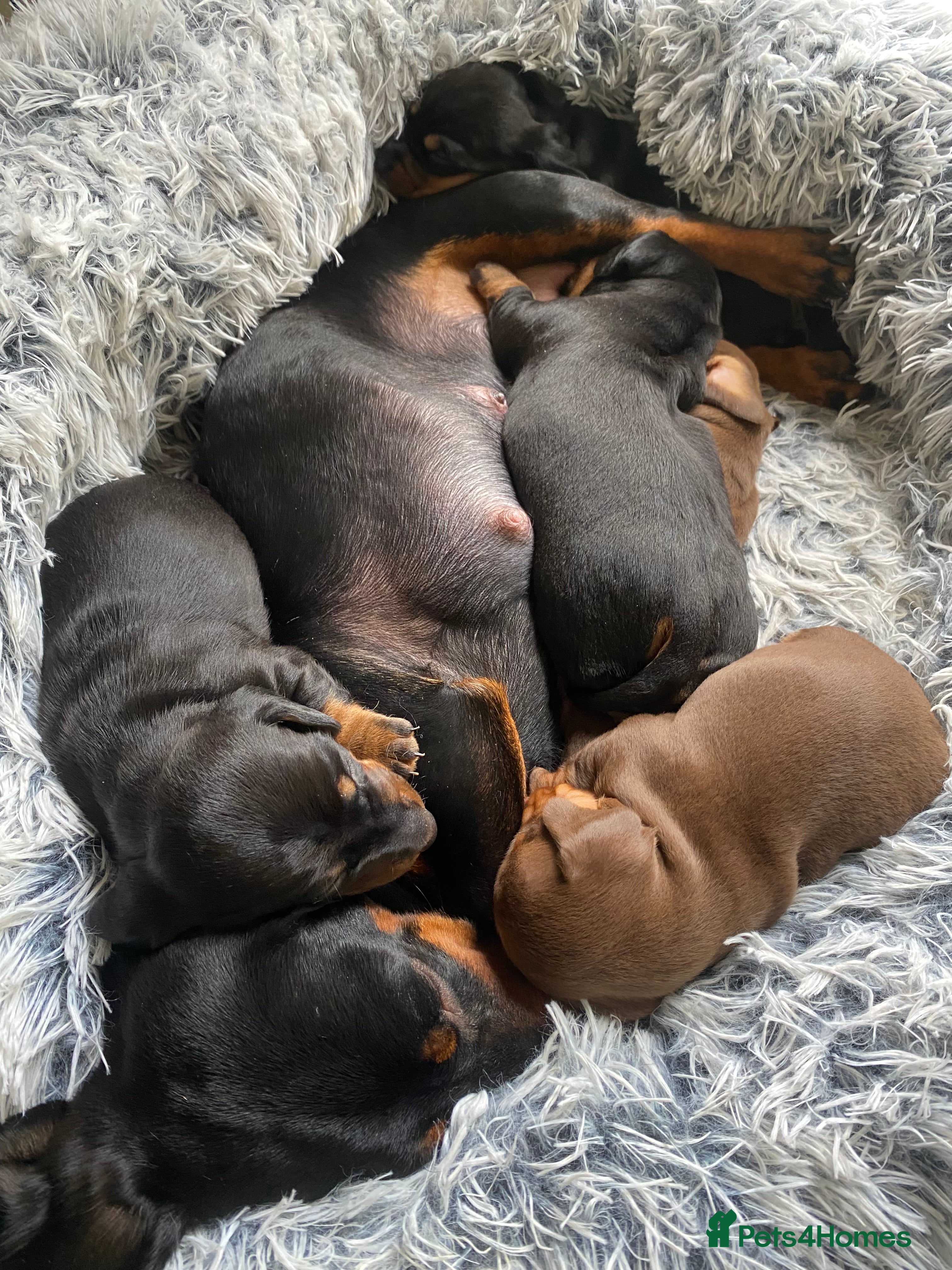Miniature Dachshund dogs Miniature dachshunds  - Advert 17