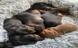 Miniature Dachshund dogs for sale: Miniature dachshunds  - Image 1