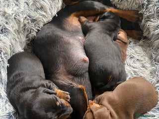 Miniature Dachshund dogs for sale - Advert 1