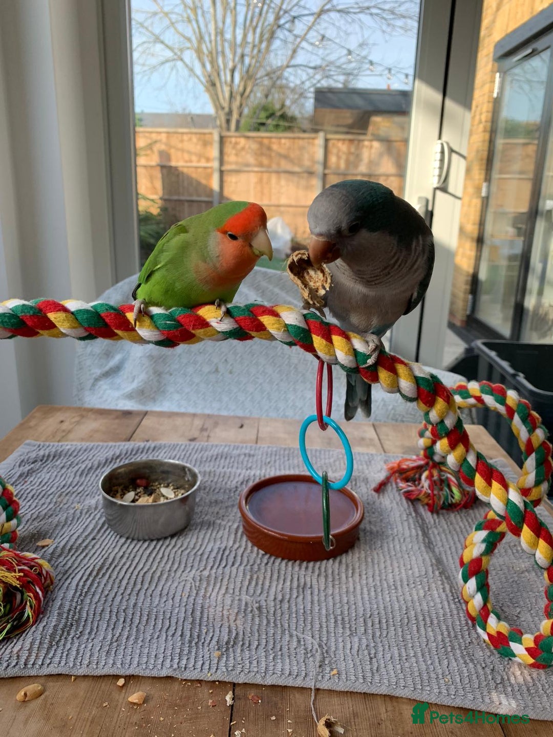 Parakeets birds for sale:  Quaker Parrot & Love Bird pair for sale cage incl - Image 2