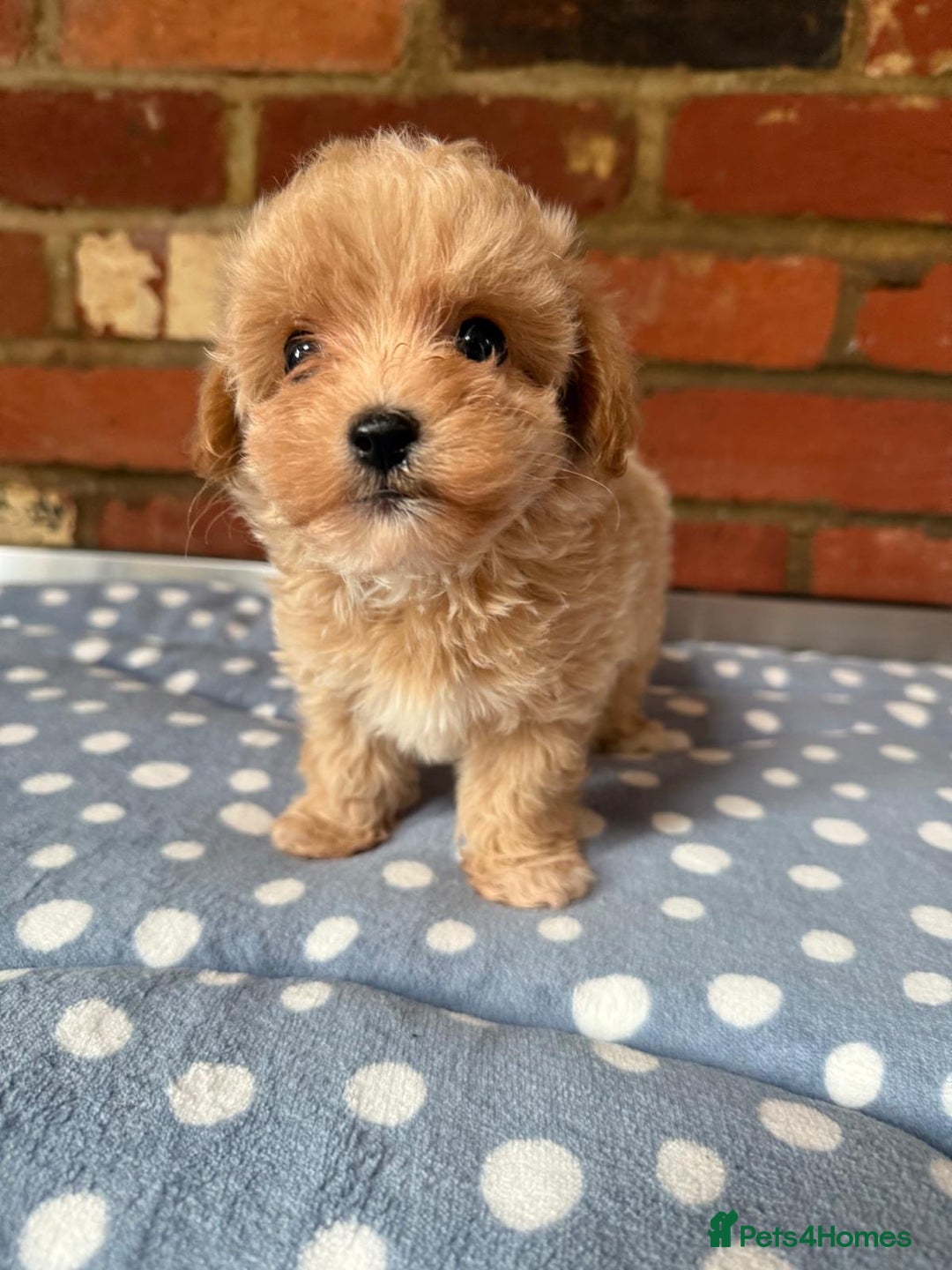 Maltipoo dogs for sale: Tiny Asian Maltipoo - Image 22