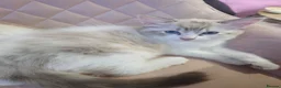 Ragdoll cats for sale: 3 Cute Ragdoll kittens - Advert 38