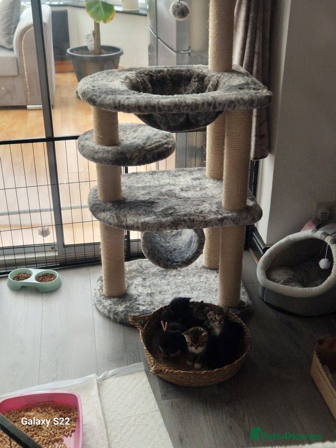 Scottish Fold cats for sale: Scotish fold/straight kittens  - Advert 23