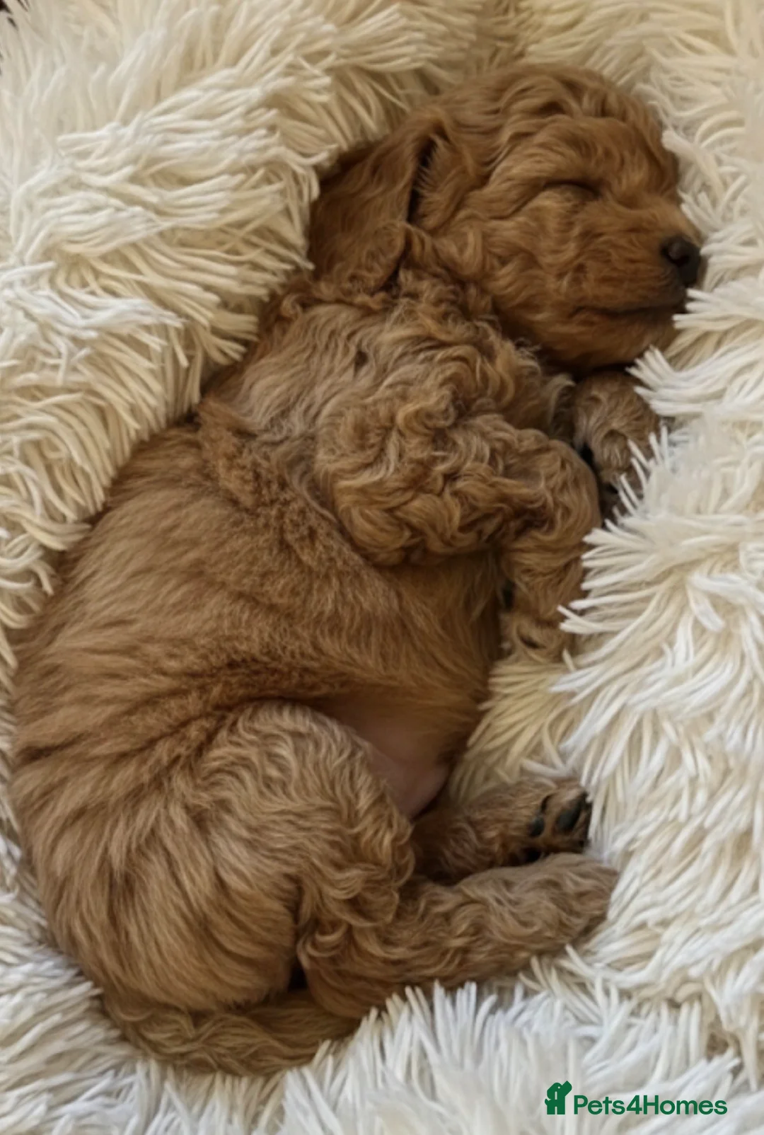 Mini Goldendoodle dogs for sale: Miniature Goldendoodles - Advert 4