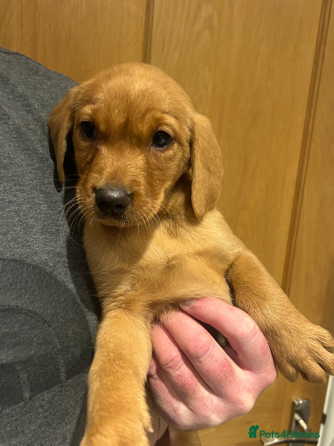 Labrador Retriever dogs for sale: KC registered red Labrador pups bitches only  - Image 9