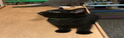 Mixed Breed cats for sale: Three Black British Shorthair Cross Kittens - Advert 18