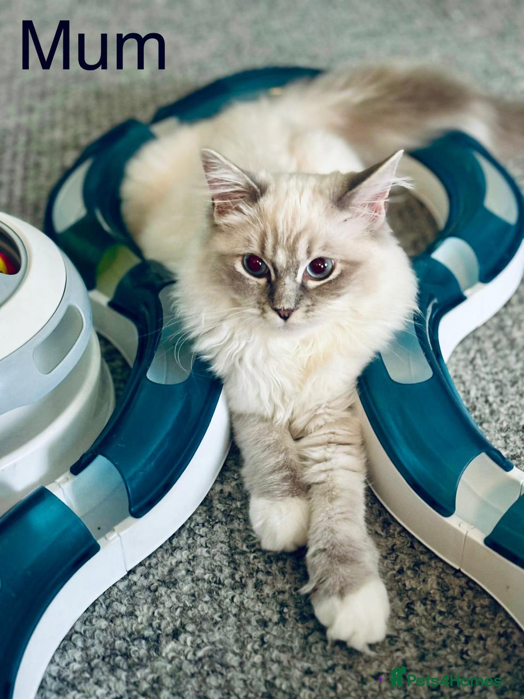 Ragdoll cats for sale: NEW LITTER AVAILABLE Ragdoll Kittens💙💕💙💕  - Advert 2