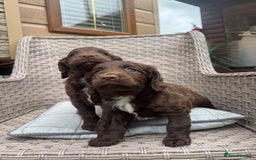 Cocker Spaniel dogs for sale: Beautiful cocker spaniel puppies  - Image 8