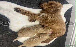 Cockapoo dogs for sale: Adorable Cockapoo Puppies Ready for Loving Homes - Image 7