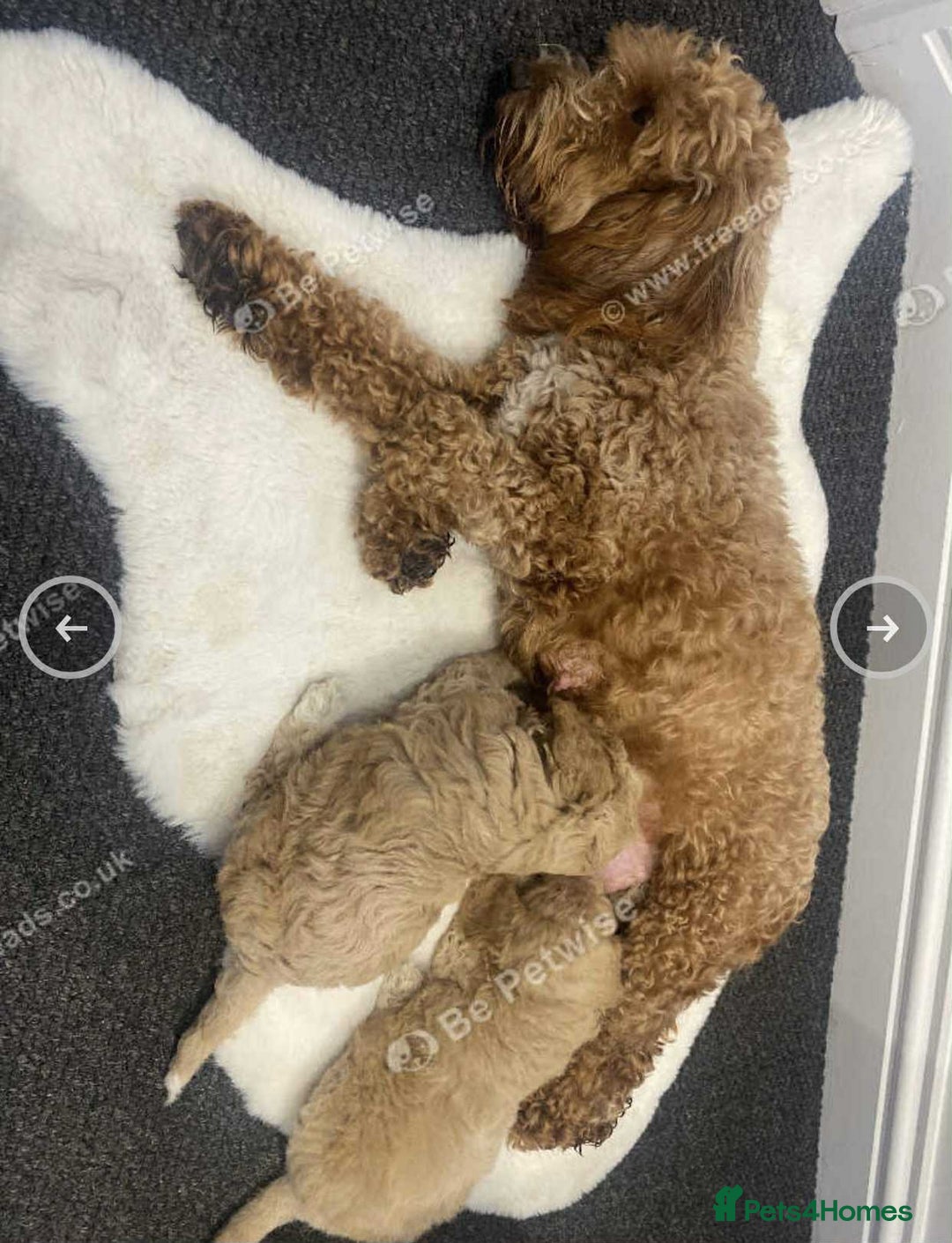 Cockapoo dogs for sale: Adorable Cockapoo Puppies Ready for Loving Homes - Image 7