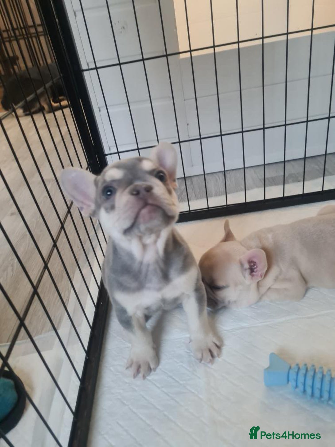 French Bulldog dogs for sale: Lilac puppy boy micro lines  - Image 2
