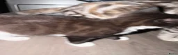 Mixed Breed cats for sale: 🐾 2 Kittens for Sale – Male & Female, Ready Now - Advert 13