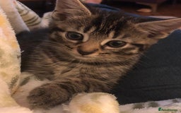 Mixed Breed cats for sale: 5 beautiful kittens looking for their forever home - Image 7