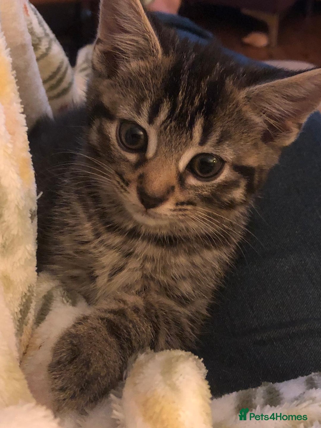 Mixed Breed cats for sale: 5 beautiful kittens looking for their forever home - Image 7