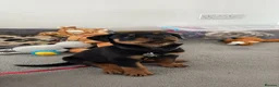 Rottweiler dogs for sale: Rottweiler pup - Advert 1