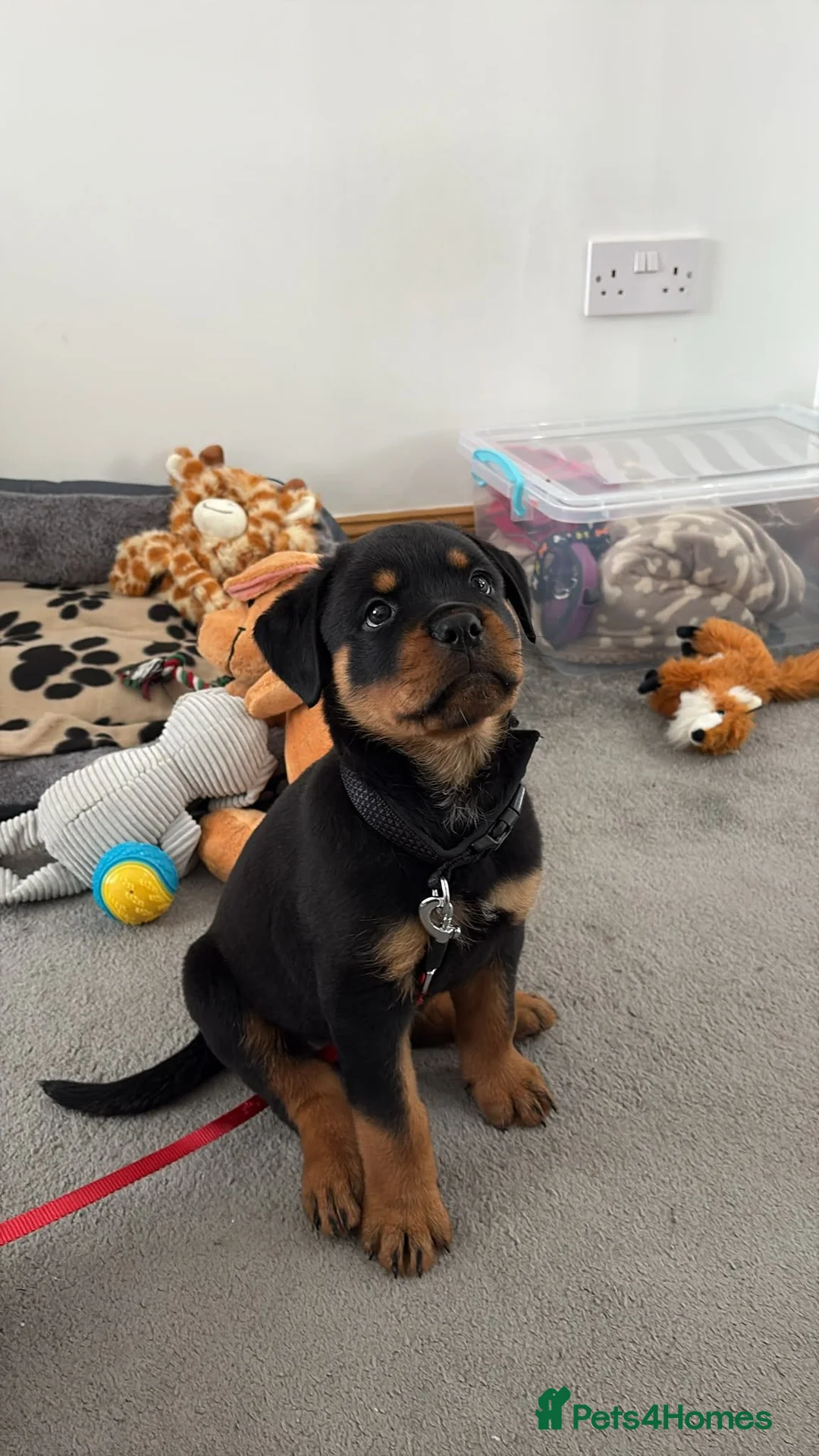 Rottweiler dogs for sale: Rottweiler pup - Advert 1