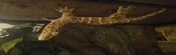 Gecko reptiles for sale: Leachianus Gecko for sale  - Advert 4